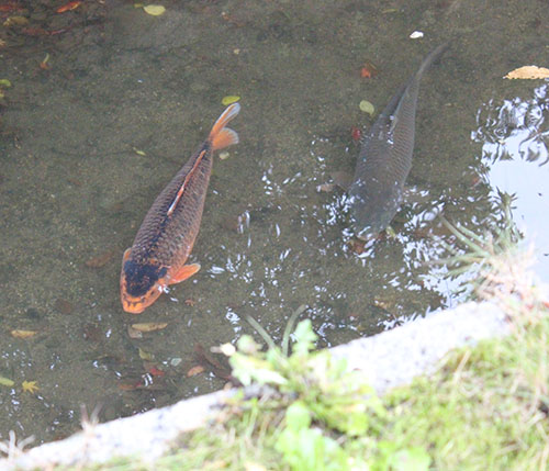 琵琶湖疏水の鯉